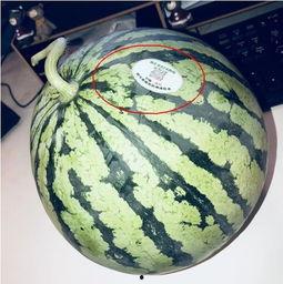 佛山网红吃瓜,揭秘幕后故事与热门话题