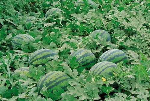 唐山花店吃瓜网盘,揭秘吃瓜网盘背后的花店传奇