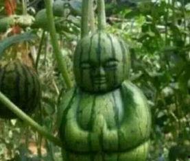 泰安网红吃瓜事件真相,真相背后引人深思