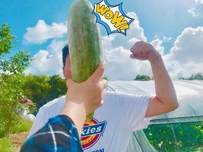 网红吃瓜爆料黄钰杰,黄钰杰事件真相揭秘