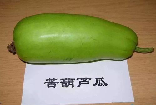 网红吃葫芦瓜,趣味横生引网友热议